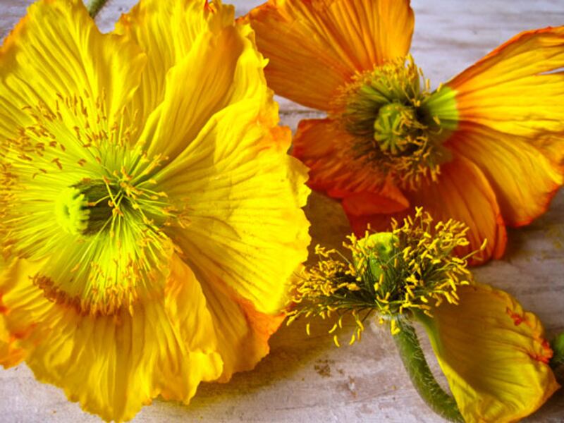 galleries/2010/05/04/dominique-browning-s-favorite-flowers/bouquets-1_xnyhik