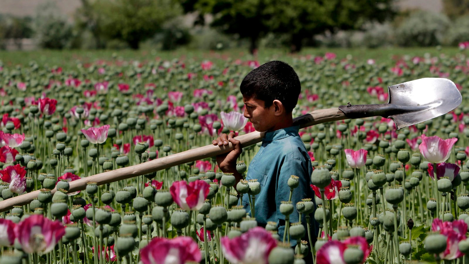 cheats/2013/05/01/civil-society-key-to-afghan-peace/130501-afghanistan-taliban-society-cheat_niun48