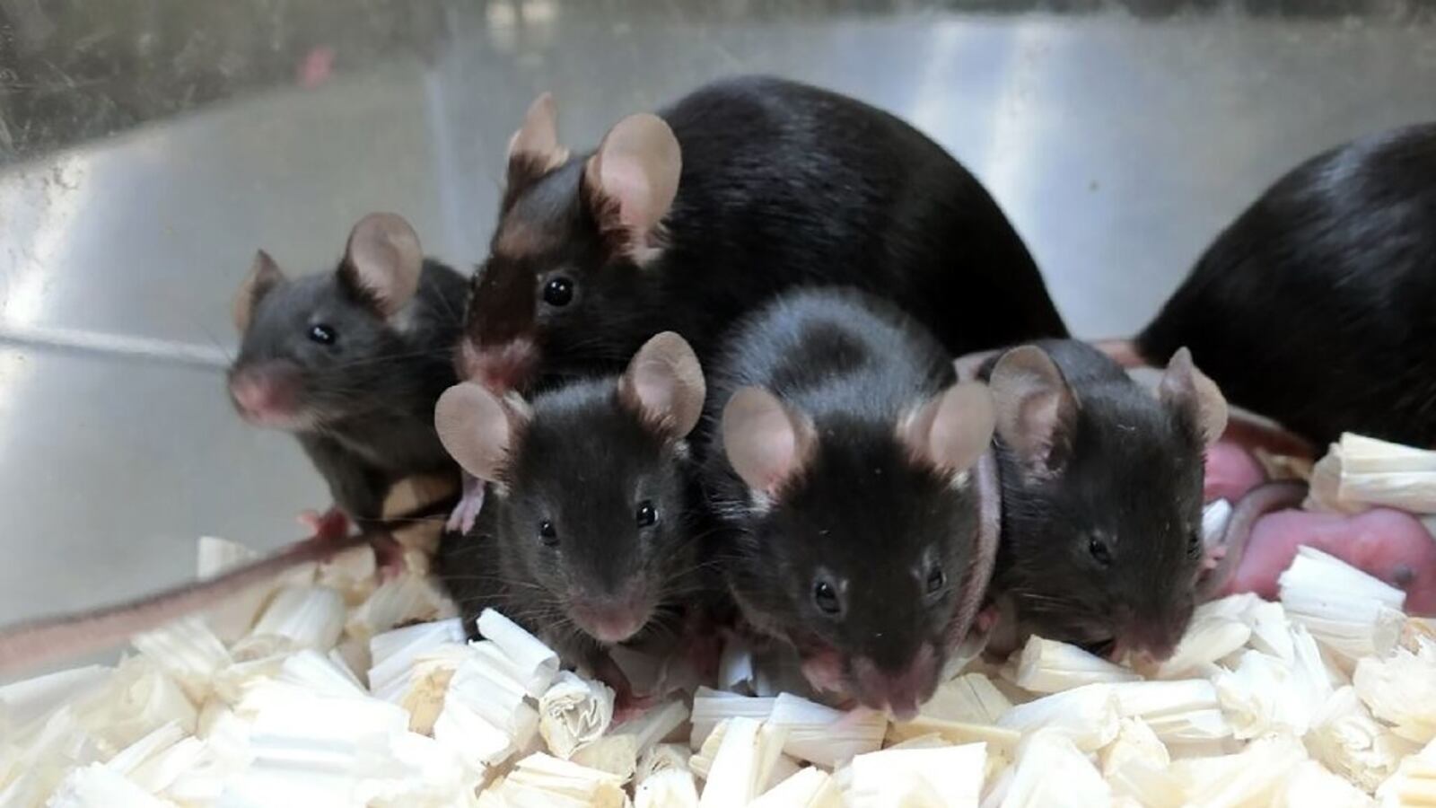 wakayamas-team-has-pre_soaocn