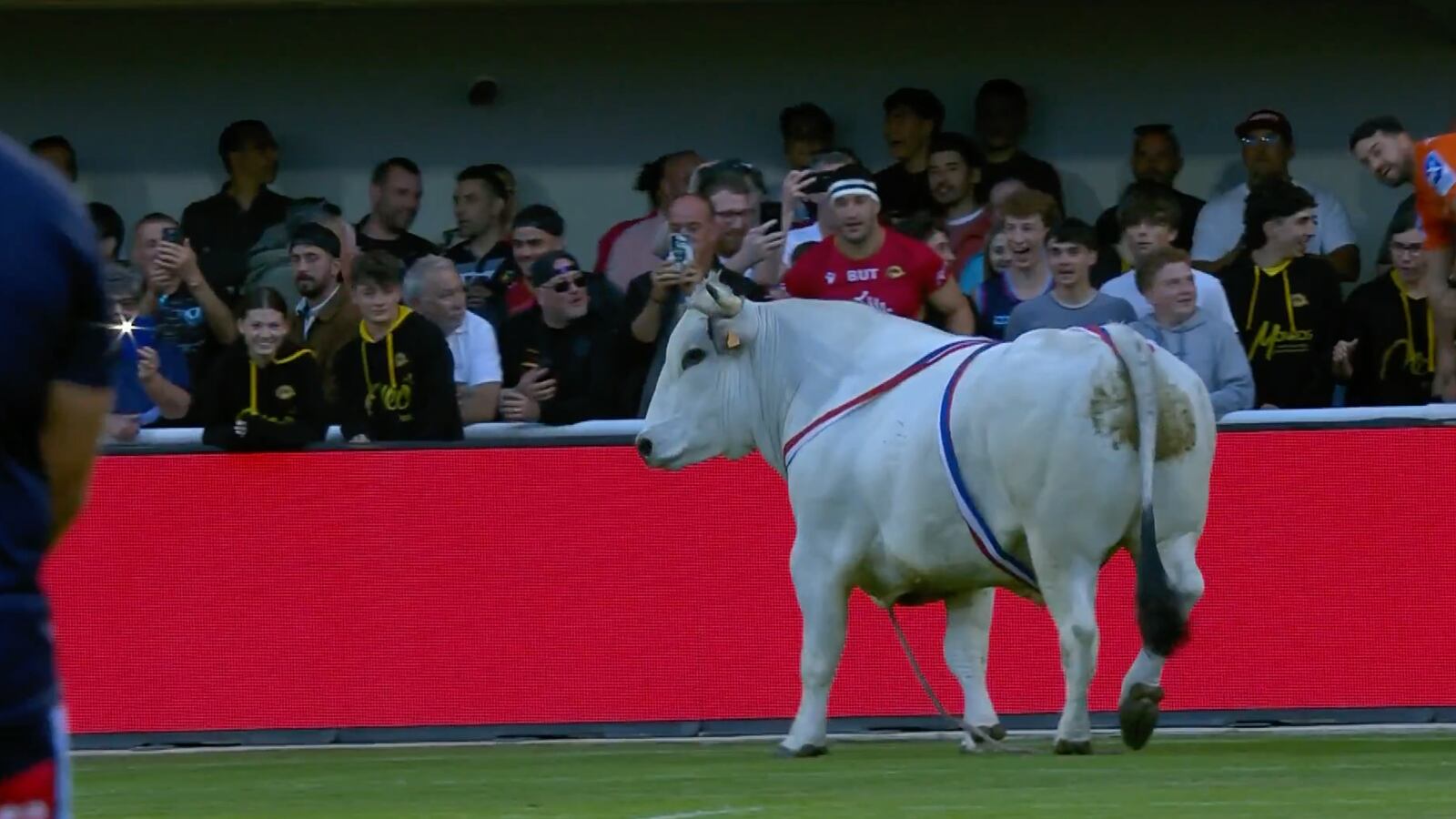 The escaped bull wanders up to fans sitting in the stands.