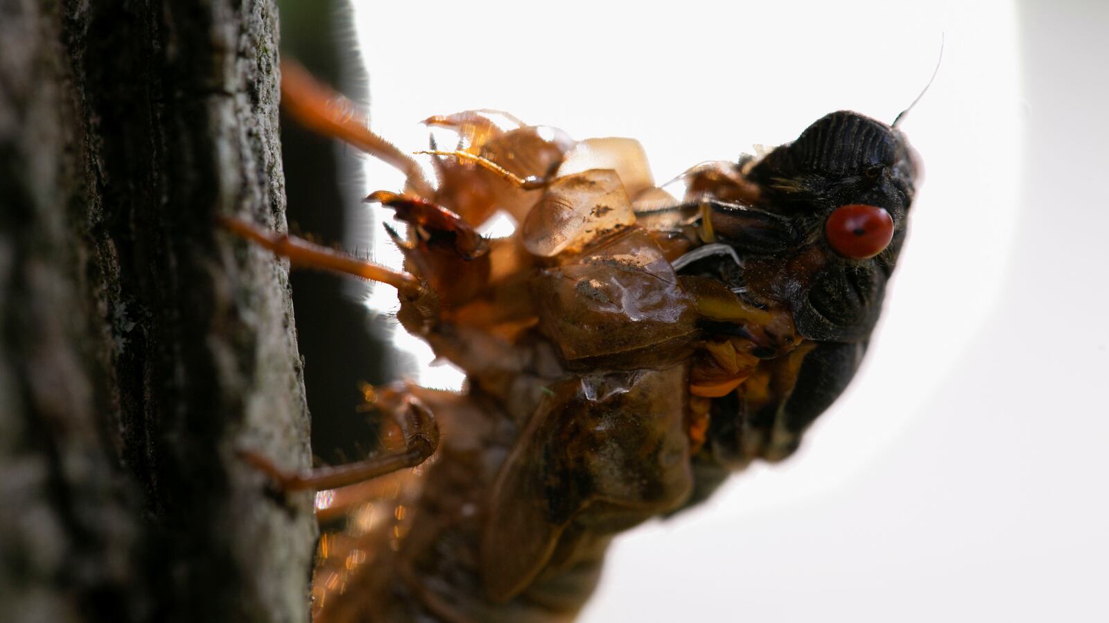 2021-05-20T231102Z_49885164_RC2RJN9DYMJ7_RTRMADP_3_USA-CICADAS_rdtq95