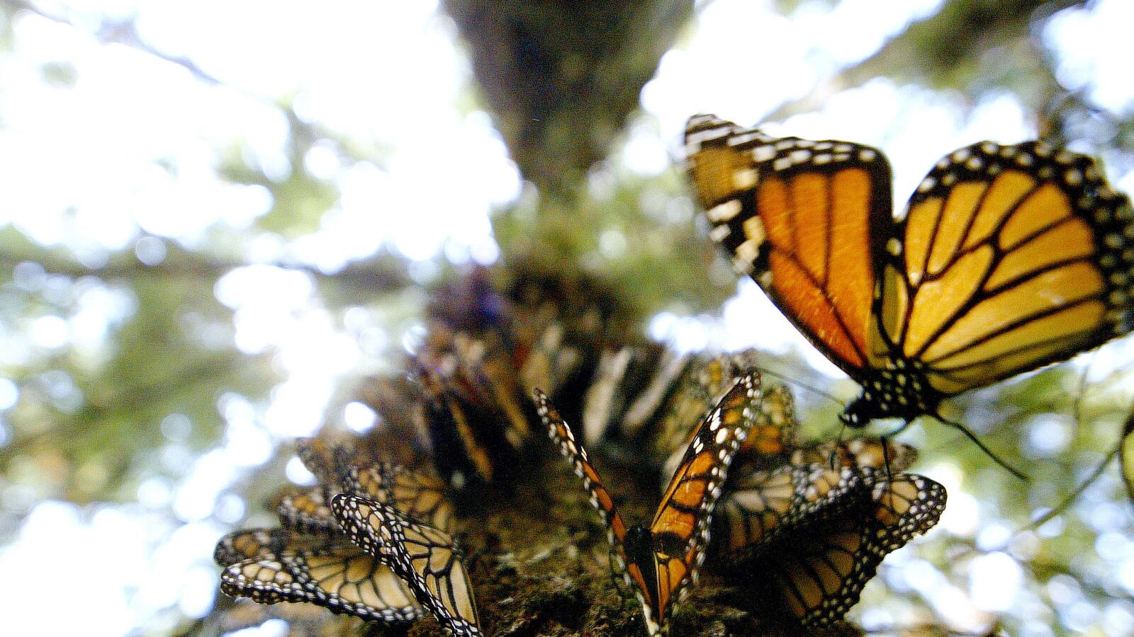 articles/2014/02/14/last-flight-of-the-monarchs-a-plea-for-help-for-the-dying-butterflies/140213-daly-monarchs-tease_fmse2k