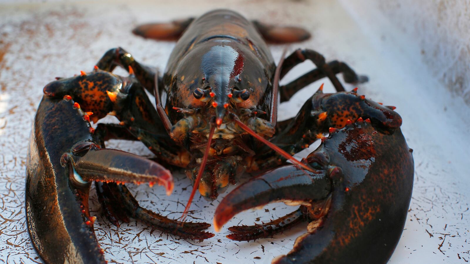 cheats/2014/04/23/maine-s-baby-lobster-pop-declining/140423-lobster-cheat_rqcmoo