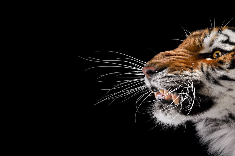 galleries/2014/08/09/when-wild-animals-pose-for-a-portrait-photos/140808-wild-tiger_nydpai