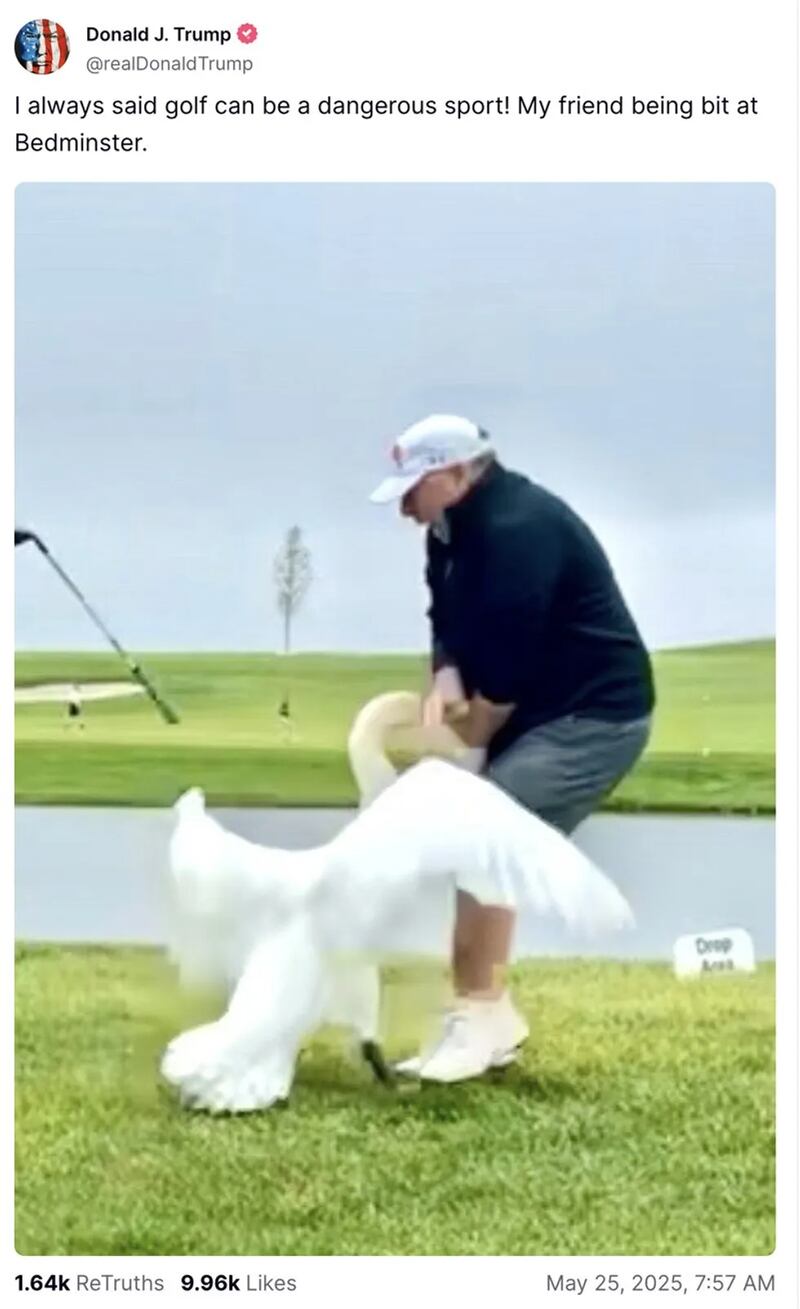 A golfer is seen being attacked in the genitals by a goose on Trump's golf course in Bedminster.