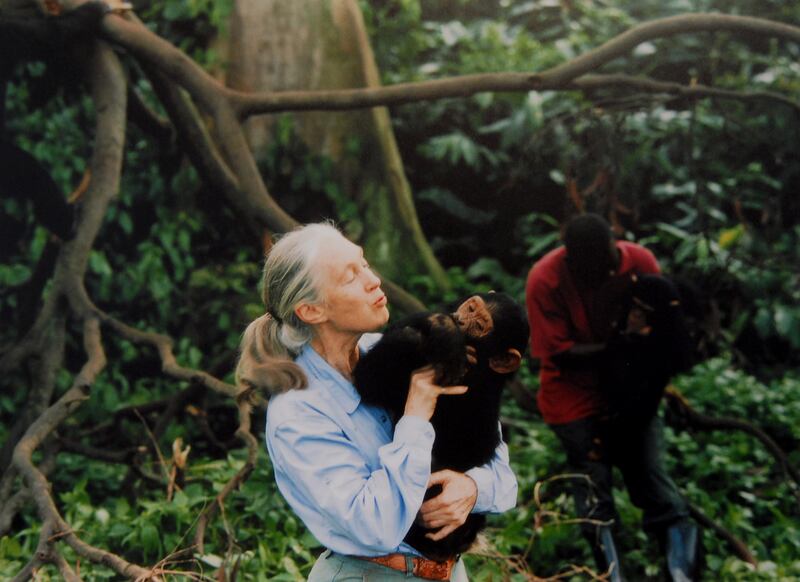 Jane Goodall, English primatologist, ethologist, and anthropologist, with a chimpanzee in her arms, c. 1995  (Photo by Apic/Getty Images)