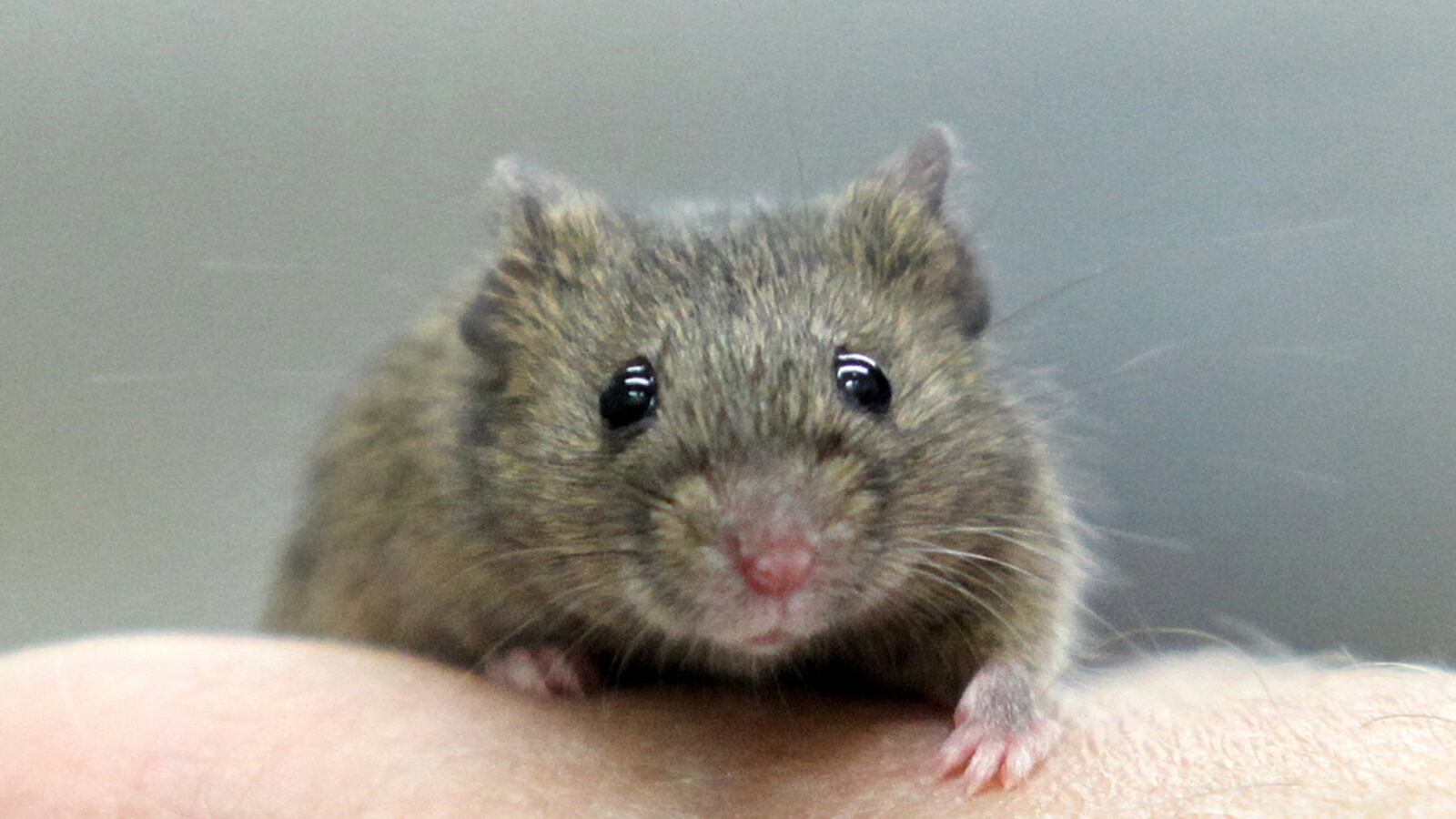 cheats/2012/10/17/study-young-blood-can-reverse-aging/mouse-blood-cheat_tehcef