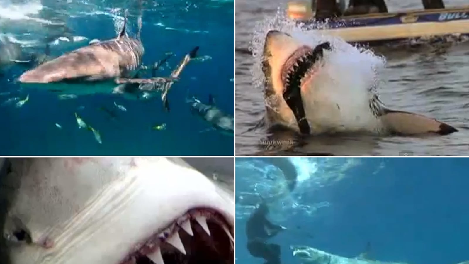 articles/2012/08/12/surfers-seals-and-survivors-top-9-shark-attacks-video/shark-attack-tease_fcjkmz