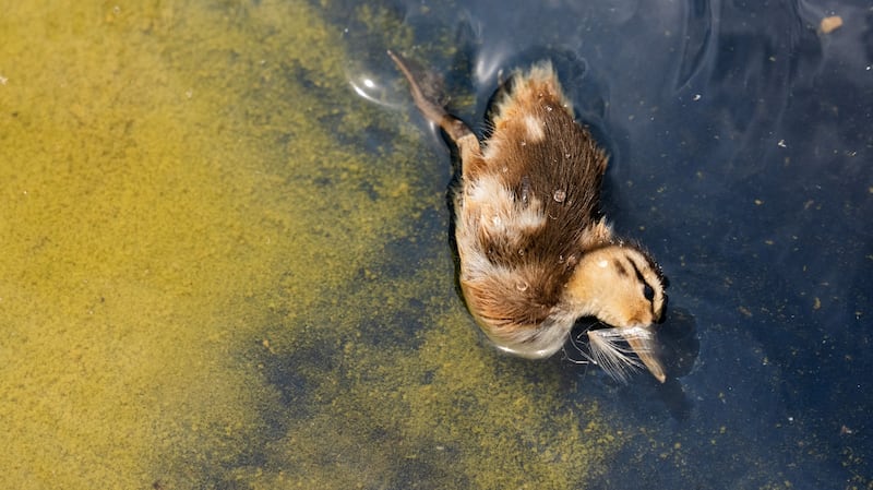 The body of a dead baby duck floats in the Lincoln Memorial Reflecting Pool, after recent renovations following a directive from U.S. President Donald Trump to paint it blue ahead of the 250th anniversary of U.S. Independence, in Washington, D.C., U.S., June 21, 2026. REUTERS/Aaron Schwartz