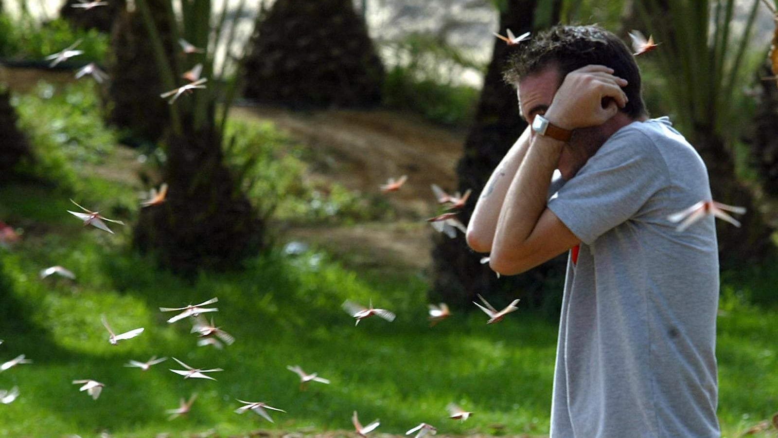A man sheilds himself from the fluttering swarms of locusts
