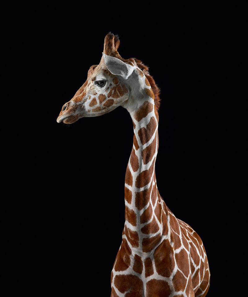 galleries/2014/08/09/when-wild-animals-pose-for-a-portrait-photos/140808-wild-giraffe_xbankc