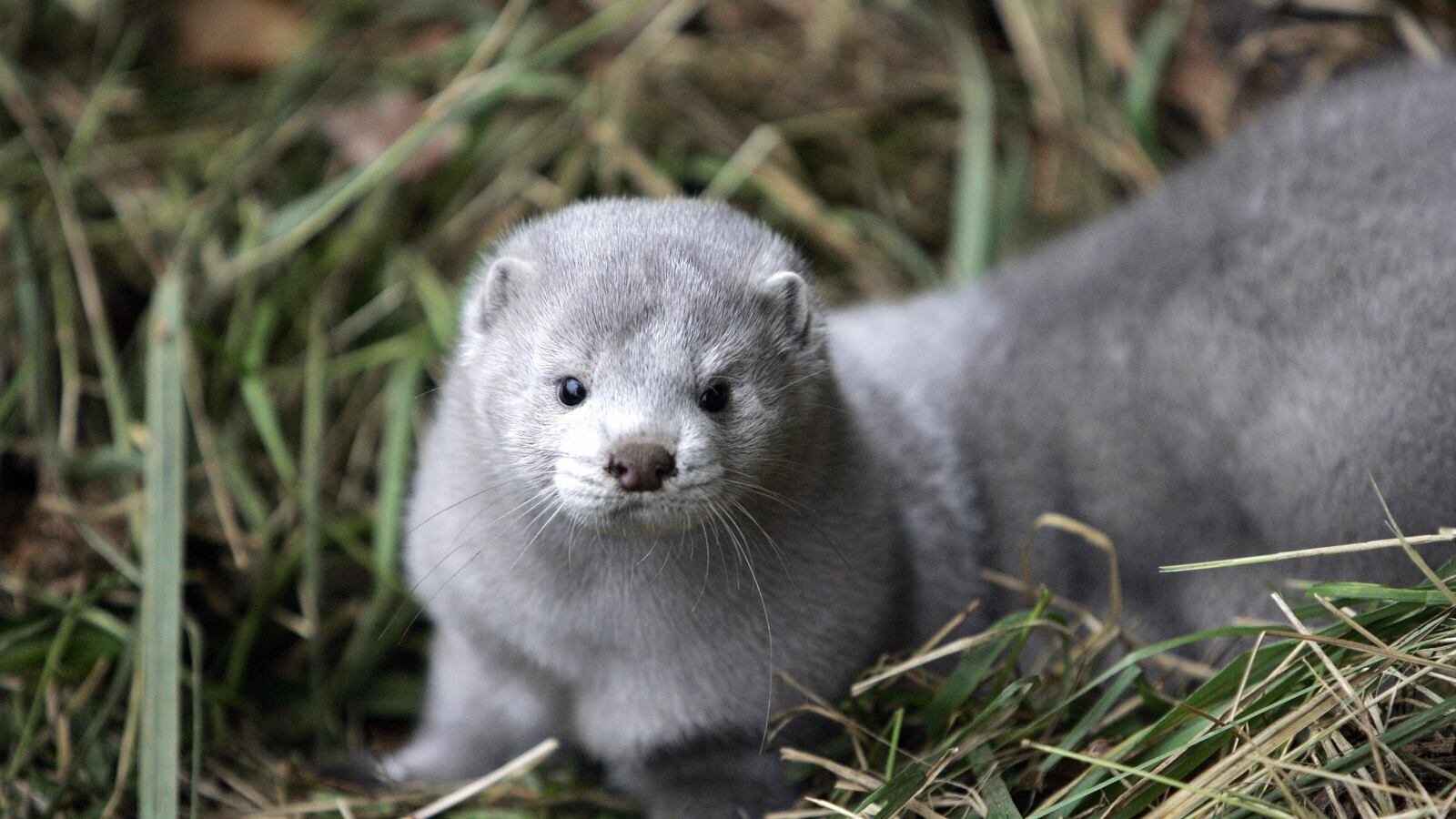 GettyImages-77534560_libbsg