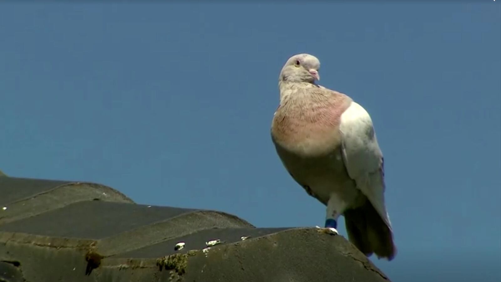 2021-01-15T054622Z_1781812949_RC258L98XE4J_RTRMADP_3_AUSTRALIA-PIGEON_a9tohf