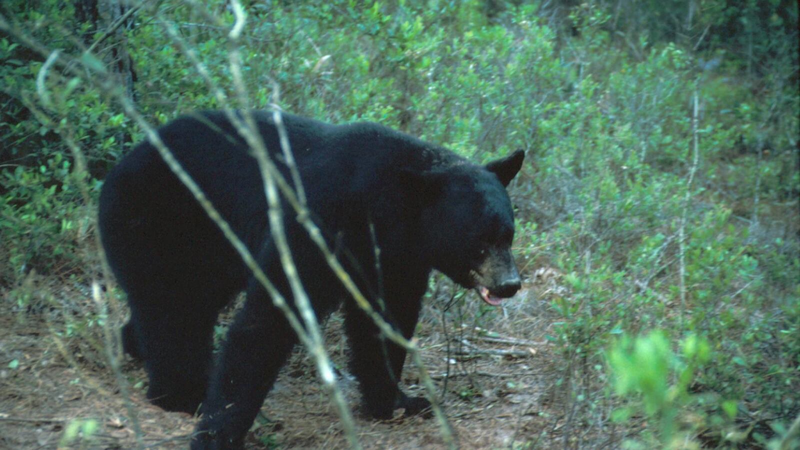 2015-10-24T120000Z_2107462730_TM3EBAN1BCL01_RTRMADP_3_USA-HUNTING_vcetrw