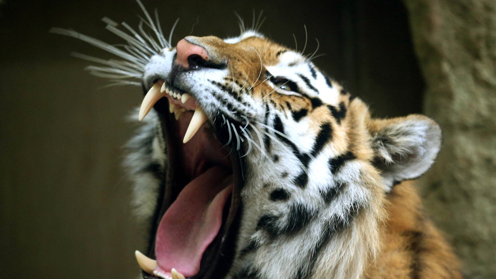 cheats/2013/06/22/sanctuary-worker-injured-by-tiger/130622-tiger-cheat_hauakj