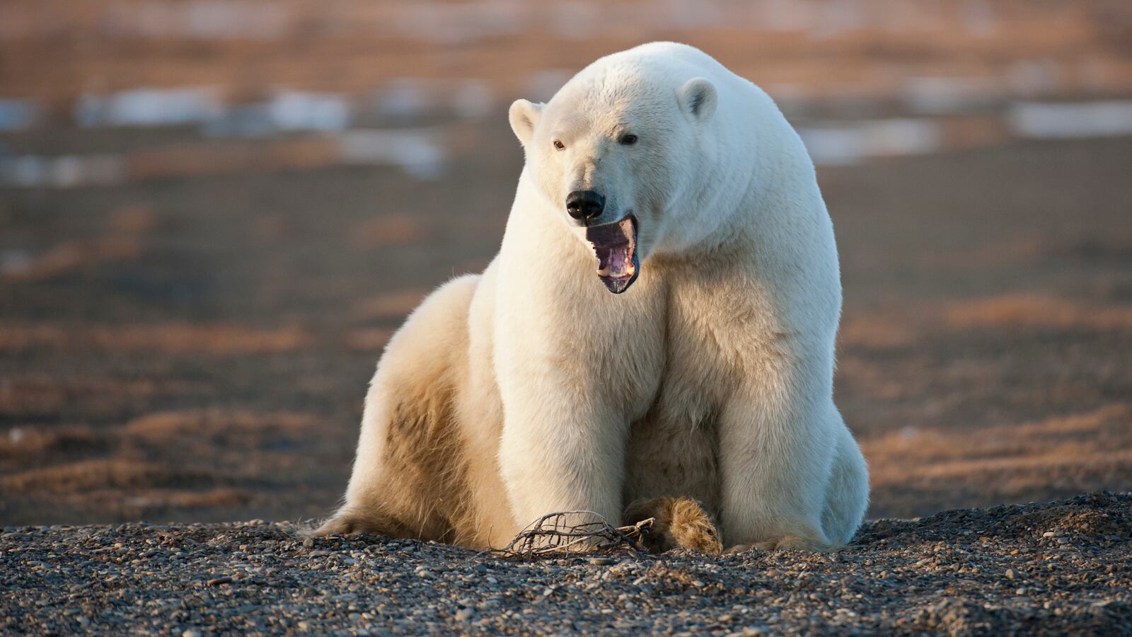 GettyImages-182060350_flg7pw