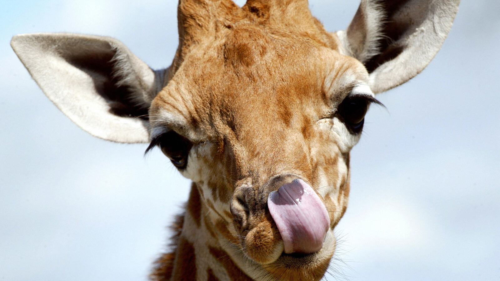 articles/2016/12/31/the-sixth-great-mass-extinction-is-your-fault/161230-ketcham-mass-extinction-tease_b7bcpq