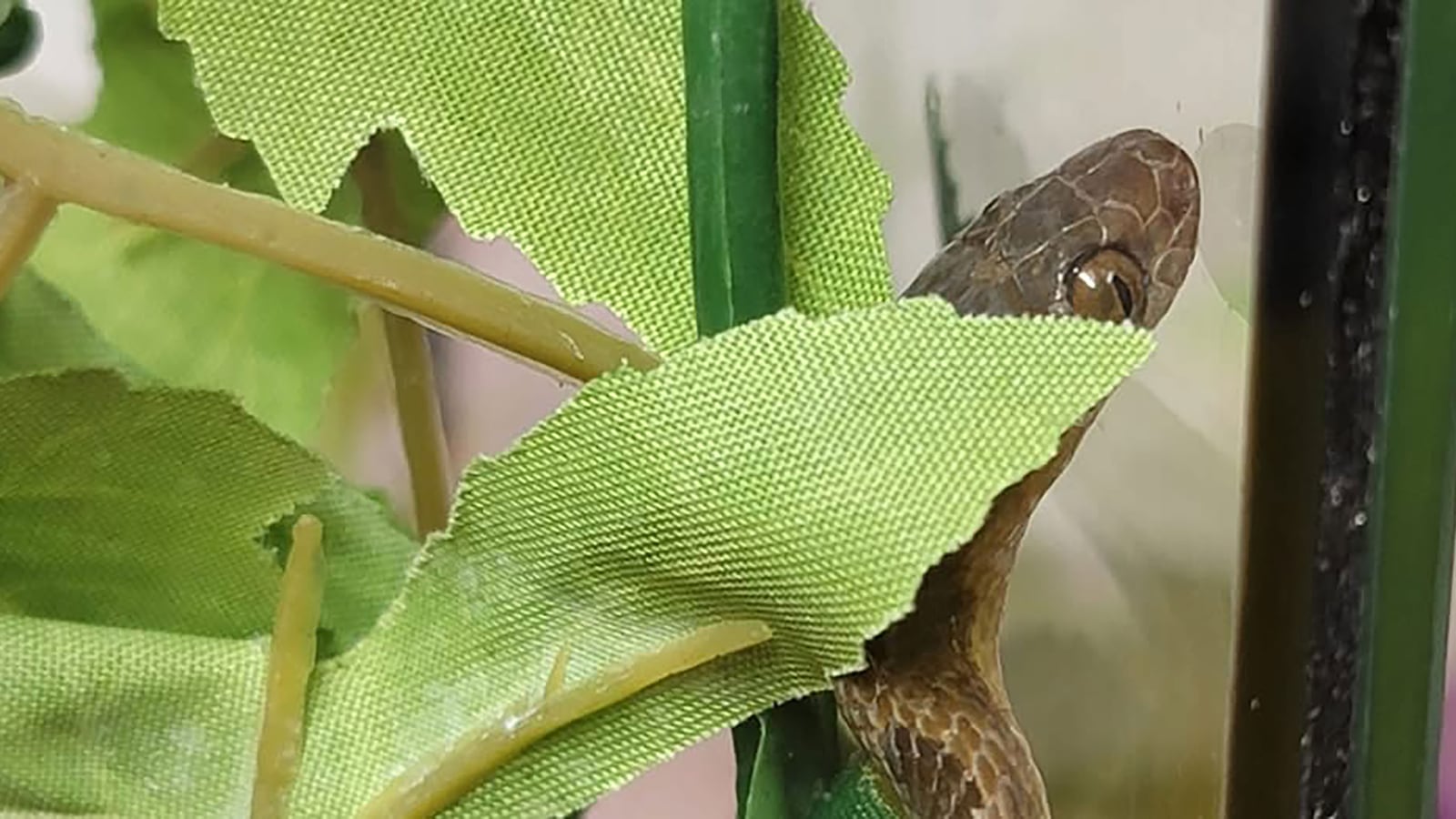 ornate cat-eyed snake