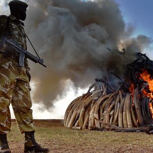 rachel nuwer poached anti poaching hunt hunting elephant ivory tiger tusk pangolin climate change