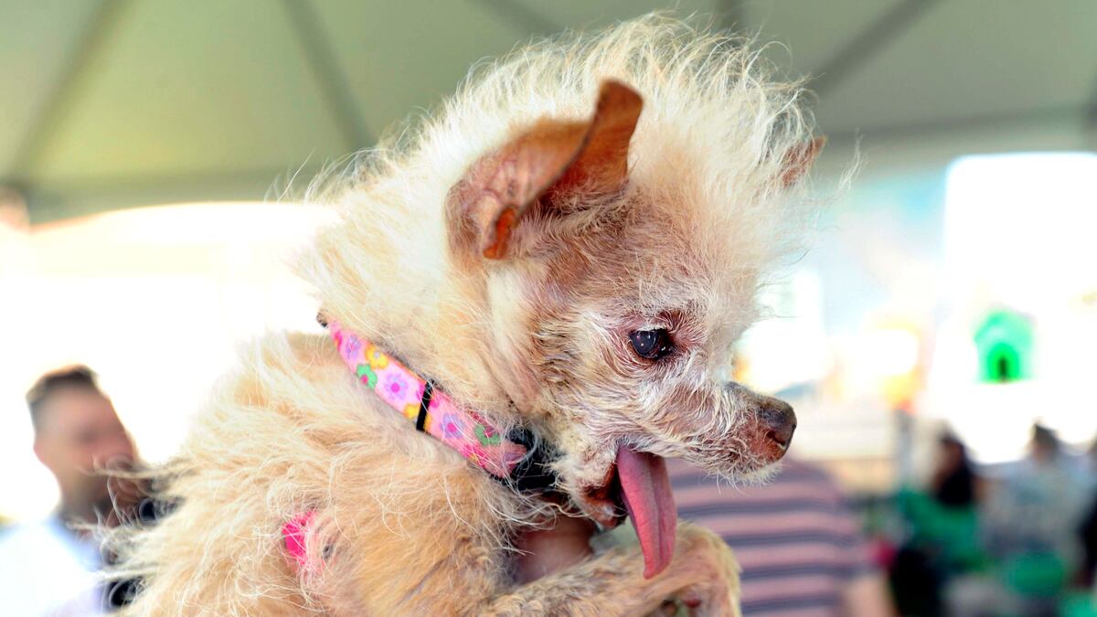 cheats/2011/06/27/yoda-named-world-s-ugliest-dog/yoda-ugly-dog-cheat_ue2jjs