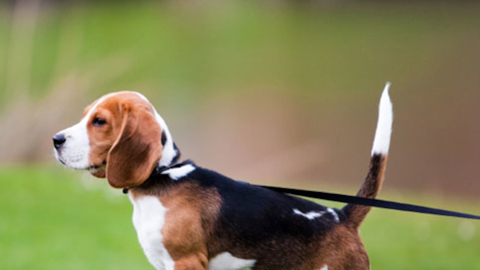 cheats/2010/11/23/dogs-smarter-than-cats/dangerous-dogs---beagle_xvojjv
