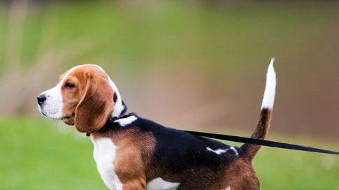 cheats/2010/11/23/dogs-smarter-than-cats/dangerous-dogs---beagle_xvojjv