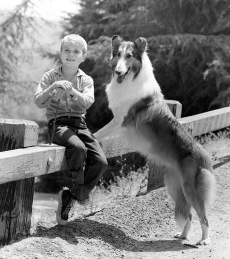 galleries/2011/12/28/rip-cheetah-from-tarzan-and-other-vintage-animal-stars-photos/lassie-vintage-hollywood-animal-stars_twjeyt