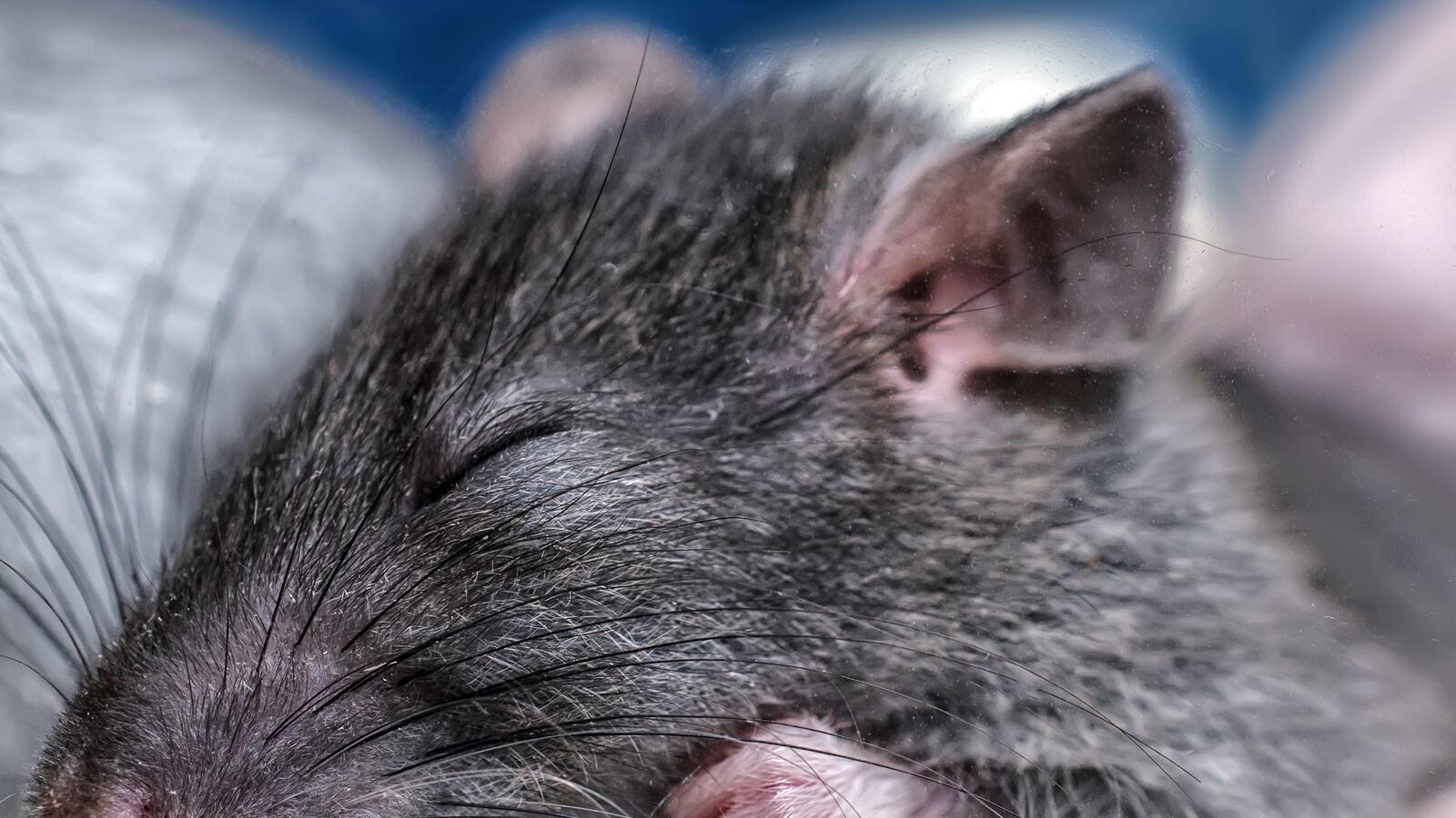 articles/2015/06/30/rats-dream-about-where-they-want-to-go/150629-Kelemen-rat-dreams-tease_ux9a5p