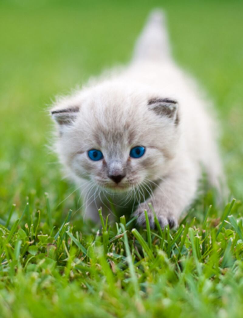 galleries/2010/11/09/which-pets-live-the-longest/pets---cat_qje5uu