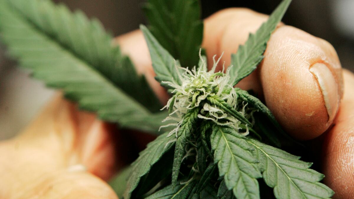 cheats/2011/10/17/americans-push-for-legalizing-pot/mendocino-pot-cheat_mbzh8v