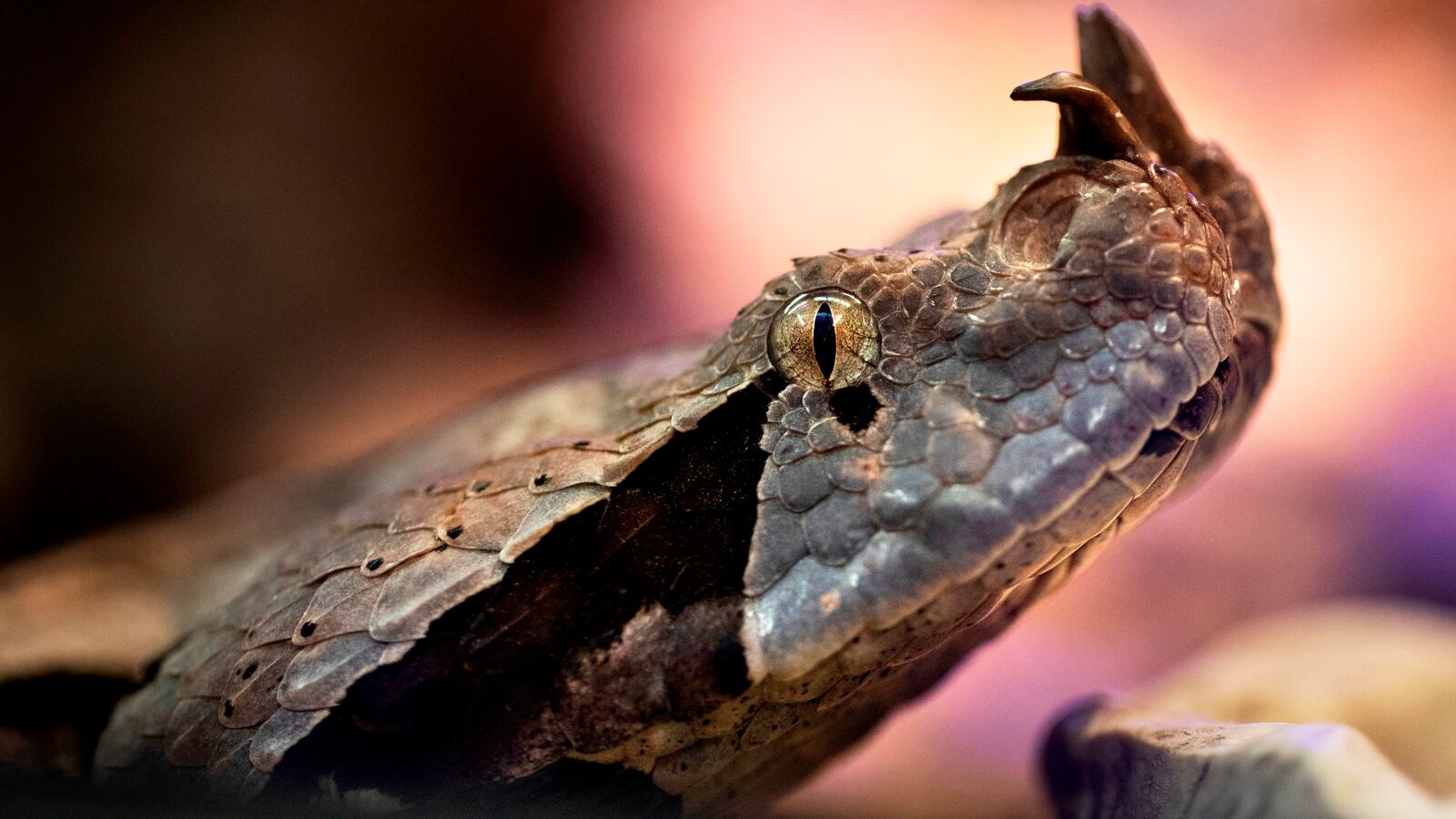 GettyImages-1046204244_mbuatg