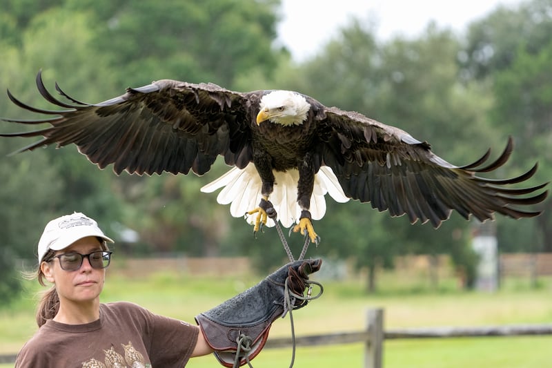 Nicole Jones, a staff member at the nonprofit Avian Reconditioning Center in Florida, holds a bald eagle during a public demonstration. Bald eagles were once critically endangered in the U.S., and windmills remain a threat.