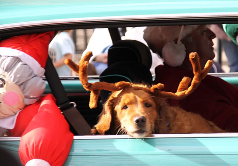 galleries/2010/12/22/reindogs/reindogs-15_v1w5v7