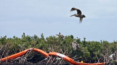 cheats/2010/08/19/transocean-bp-covering-up-spill-data/guld-oil-spill_lamr76