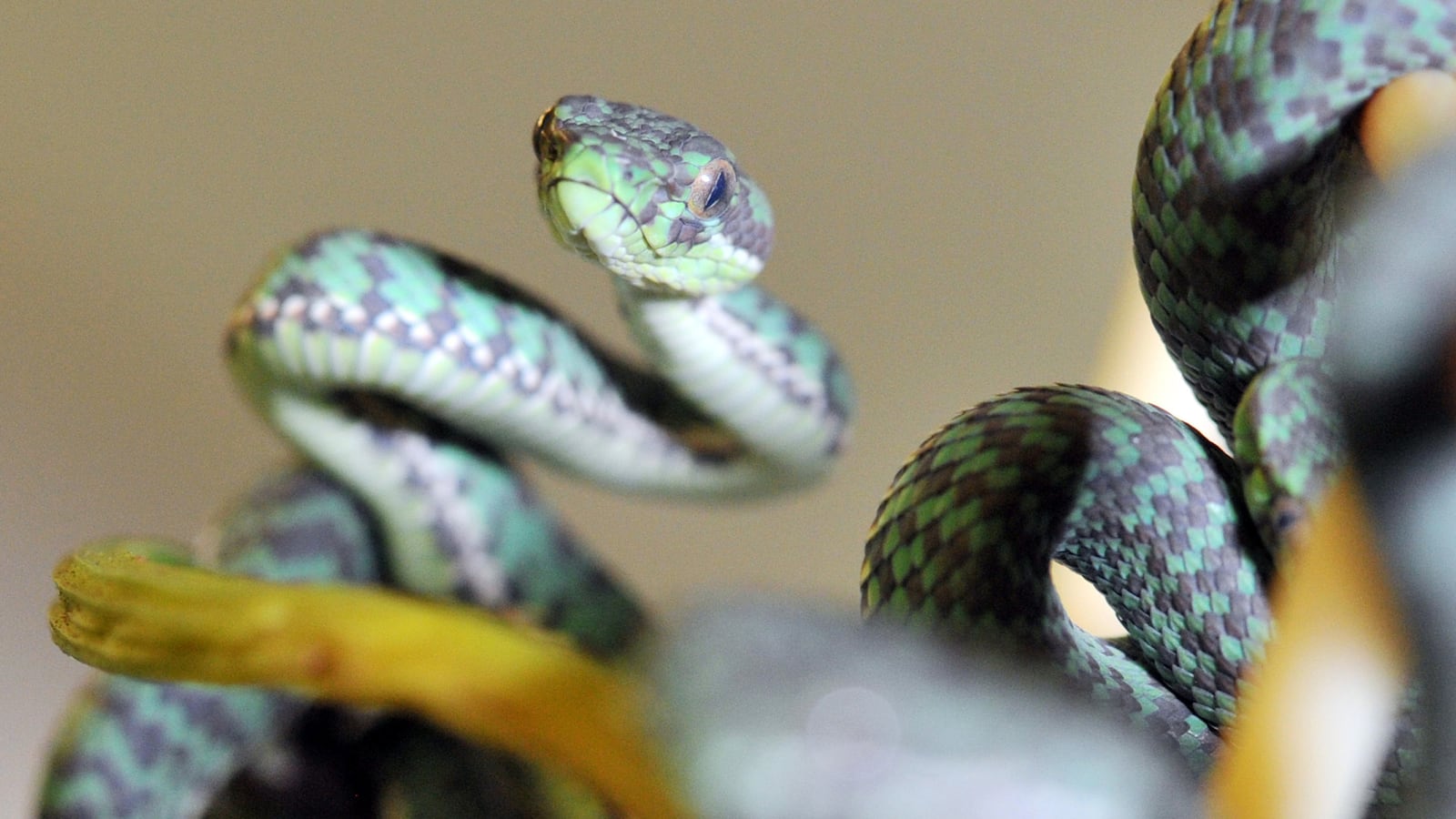 cheats/2013/09/28/woman-attacked-by-very-alive-viper/130926-cheat-brand-viper_onwoqj