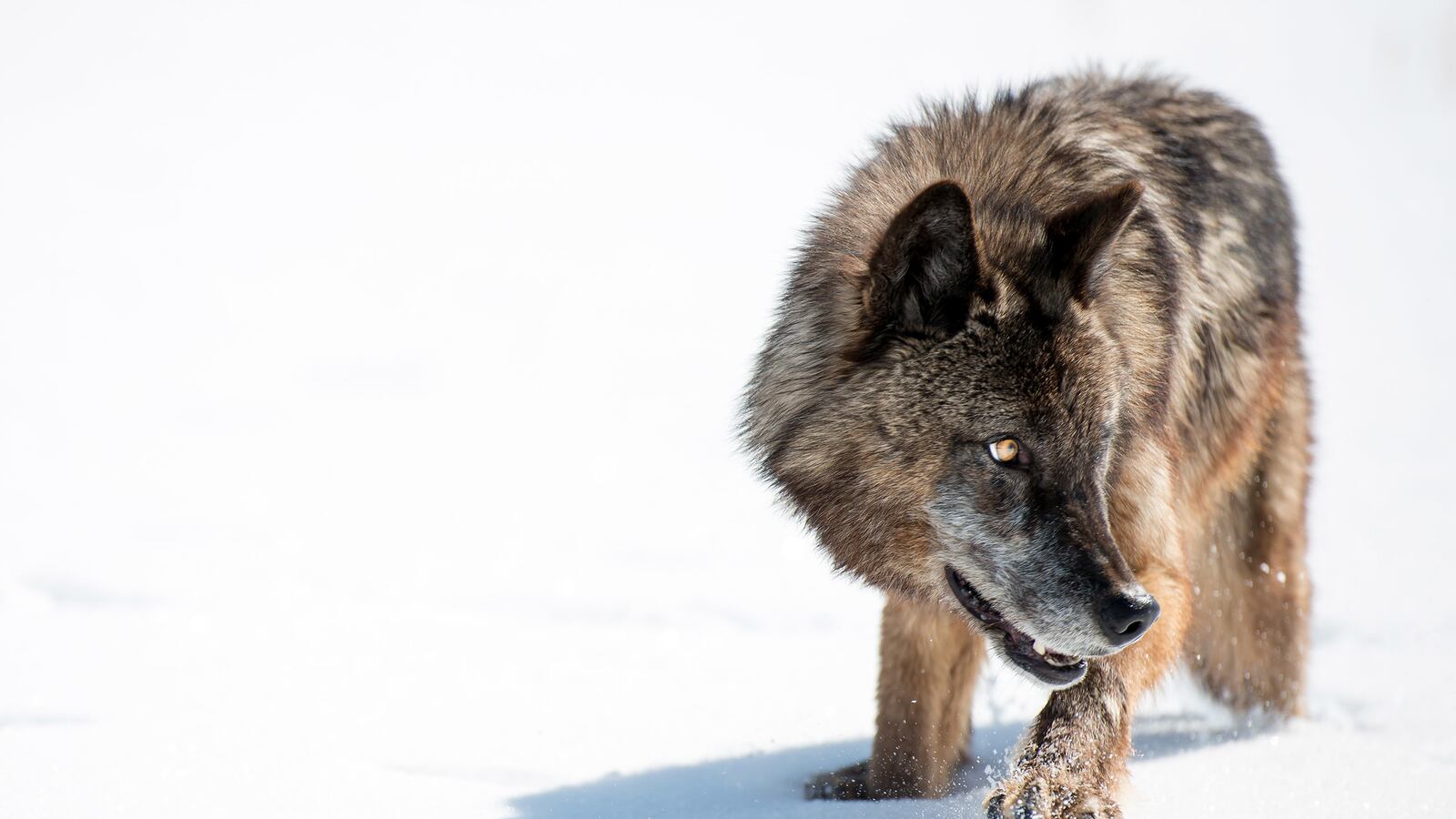 galleries/2015/12/04/scenes-from-wild-yellowstone-photos/151203-wild-yellowstone4_kyichr