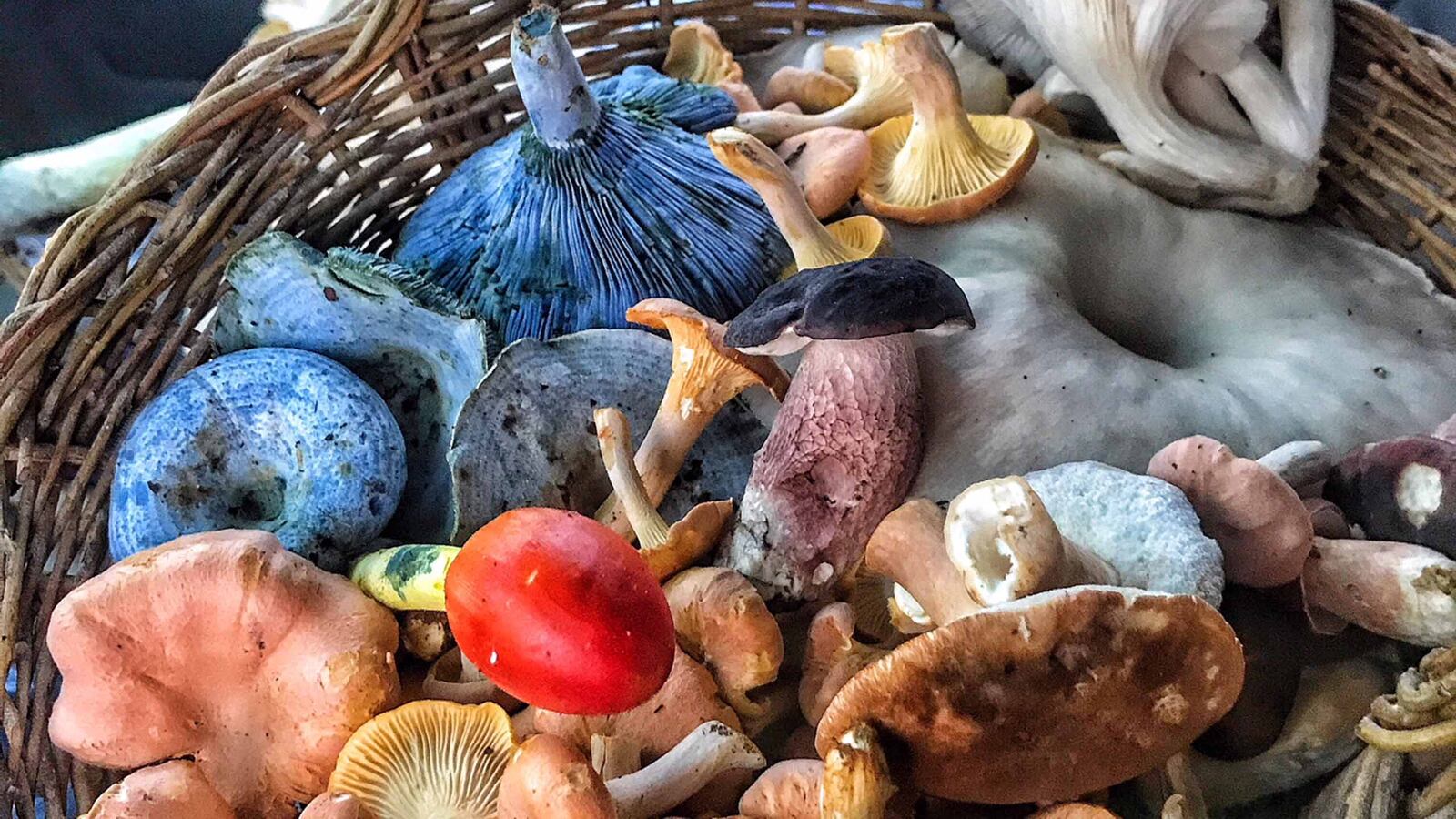 180301-rothbaum-mushrooms-tease_cc07de