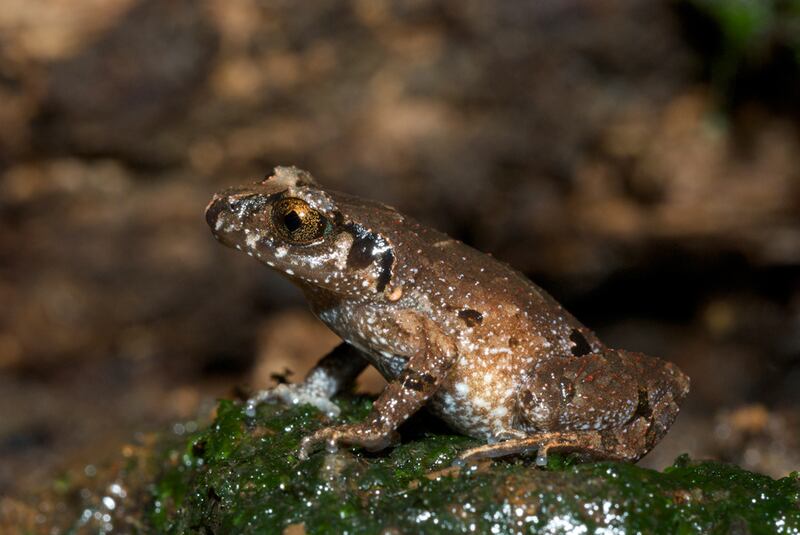galleries/2010/10/06/new-species-discovered/new-species-mekong-7_dv0pta