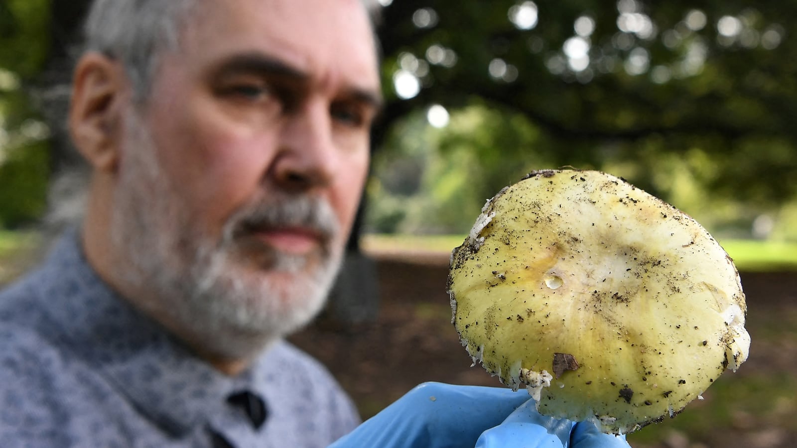 (FILES) Principal Research Scientist (Mycology) Tom May at the Royal Botanic Gardens inspects a Death Cap mushroom, an extremely toxic mushroom and responsible for 90 percent of all mushroom poisoning deaths, in Melbourne on March 31, 2021. An Australian woman murdered her husband's parents and aunt by lacing their beef Wellington lunch with toxic mushrooms, a jury found on July 7, 2025 at the climax of a trial watched around the world. Keen home cook Erin Patterson hosted an intimate meal in July 2023 that started with good-natured banter and earnest prayer -- but ended with three guests dead. (Photo by William WEST / AFP) (Photo by WILLIAM WEST/AFP via Getty Images)