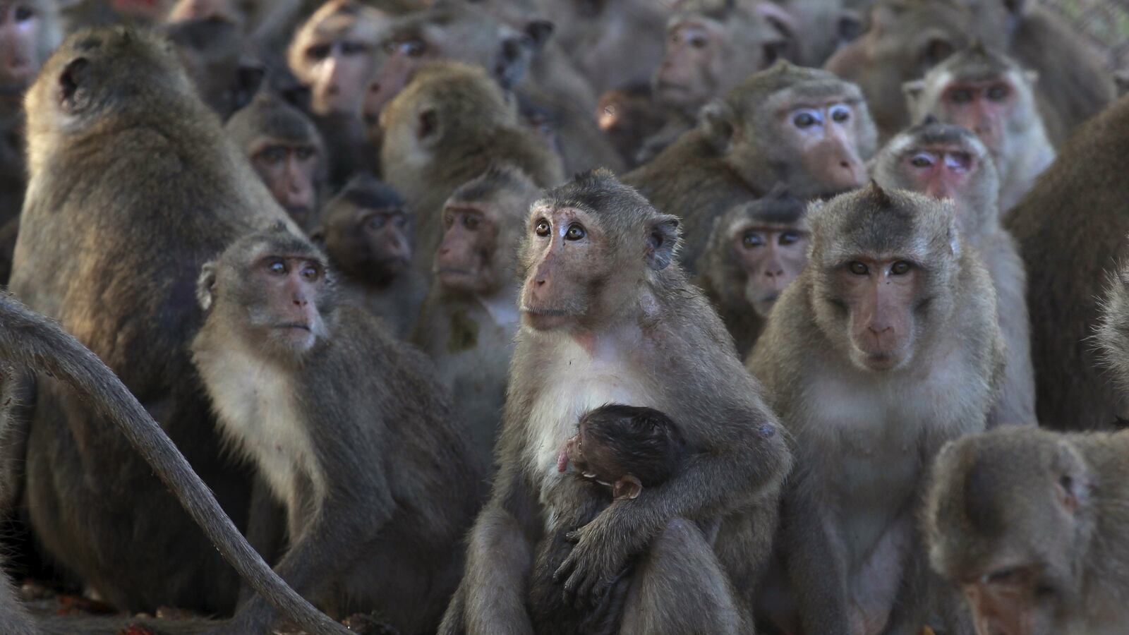 2015-09-21T120000Z_1370686907_GF10000214625_RTRMADP_3_THAILAND-MONKEYS_yj9xxs