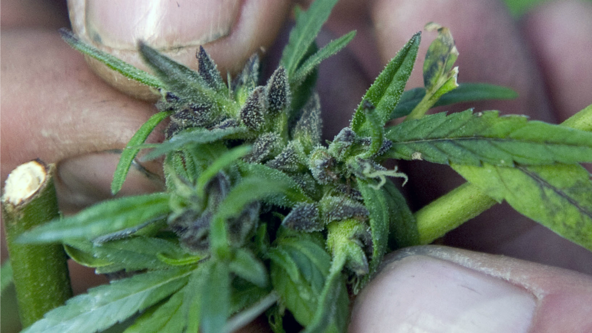 cheats/2012/12/05/government-clarifies-marijuana-stance/marijuana-legalization-cs_fmbypa