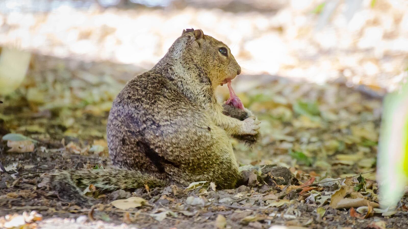 Carnivorous squirrels were documented in California during a study by UC Davis.