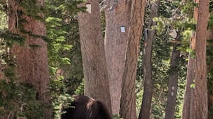 A black bear at Grand Teton National Park in Wyoming.