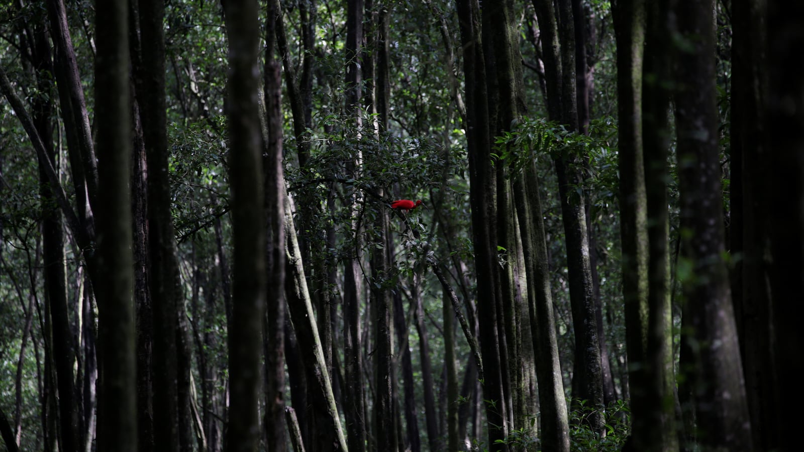 A Scarlet ibis stands in trees in Cabo Orange National Park on the coast of Amapa state, near the mouth of the Oiapoque river, northern Brazil, April 3, 2017.