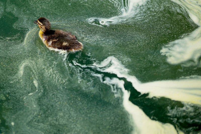 WASHINGTON, DC - JUNE 16: A duckling swims through algae in the newly repainted Lincoln Memorial Reflecting Pool on the National Mall on June 16, 2026 in Washington, DC. The Trump Administration spent $16 million on a no-bid contract to have the bottom of the pool painted "American flag blue" and the seams resealed as part of an effort to repair Washington landmarks in for preparation the country’s 250th birthday this summer. (Photo by Chip Somodevilla/Getty Images)
