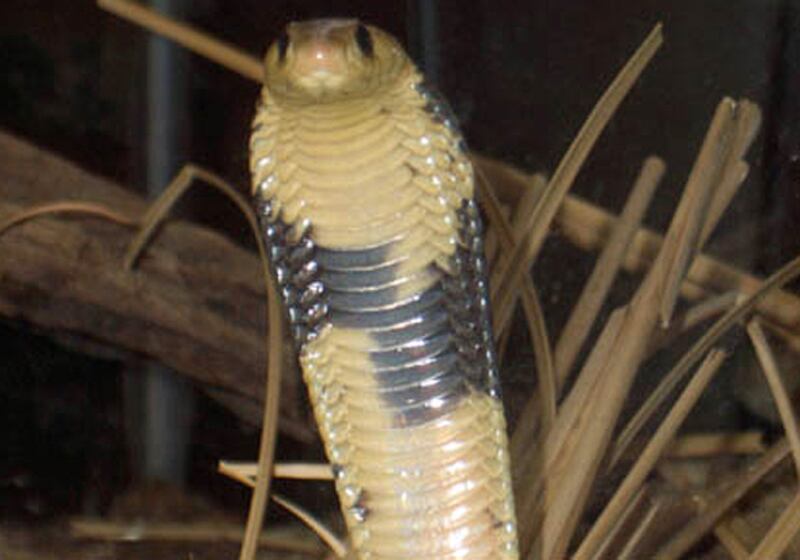 galleries/2012/07/13/animals-on-the-loose/animals-on-the-loose---egyptian-cobra_tozfps