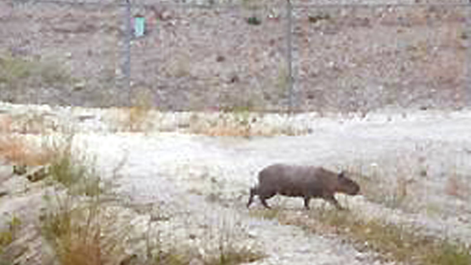 cheats/2011/08/18/wild-capybara-found-in-california/capybara-california-cheat_g0xlbn