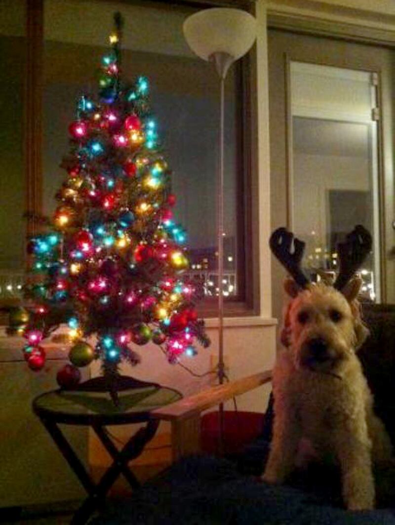 galleries/2012/12/25/santa-paws-dogs-get-dressed-in-the-holiday-spirit/zoey-choe_vnrwt4