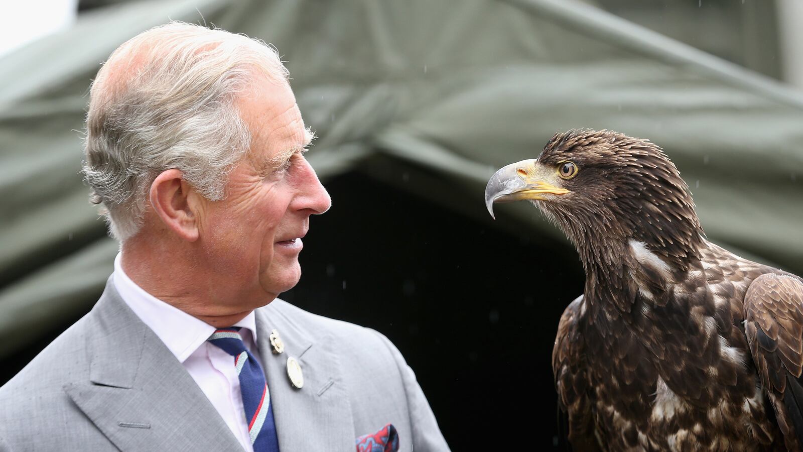 articles/2014/03/25/pricne-charles-seeks-to-stop-siongbird-trapping-in-cyprus/beast-beast-eagle_fxkj3w