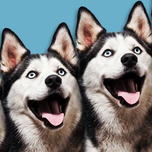 180129-basu-cloned-pets-tease_zisci1